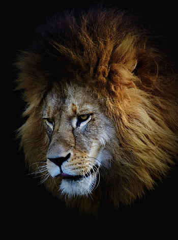 Leone, testa di leone, grande gatto, predatore, animale selvaggio, maschio, criniera, gattopardo, carnivori, pericoloso, zoo