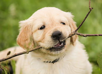 zlatý, retrívr štěně, kousání, lepit, štěně, Zlatý retriever, Pes, domácí zvíře, čistokrevný pes, hundeportrait, hrát si