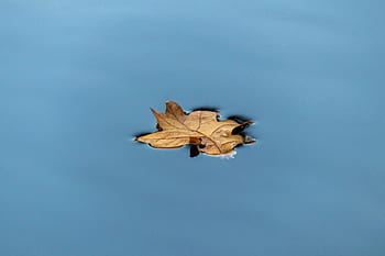 blad, efterår, vand, natur, falde blade, humør, efterår farver