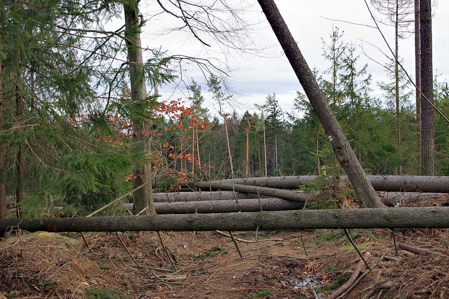 překážka, strom, Příroda, krajina, způsob, les, Pojďme, cestovat, zawalidroga, snížit strom, prostředí