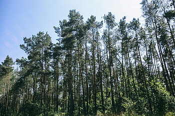 kayu, belang-belang, sinar matahari, pohon-pohon pinus, alam, pedesaan, pohon, sore, pinus, hutan, lumut