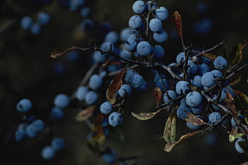 selektiv, fokus fotografie, Heidelbeerfrucht, Natur, Pflanzen, Stengel, Geäst, Früchte, Beeren, Blaubeeren, Obst