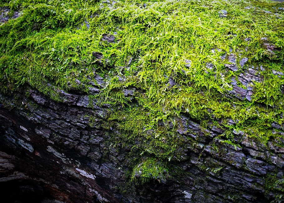Moss, Log, Green, Spring, Nature, Wood, green, spring, forest, tree, woodland, natural