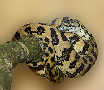 snake wildlife, tapijt python, python, slang, dieren in het wild, dieren wereld, natuur, schaal, patroon, dichtbij, constrictor, Australië