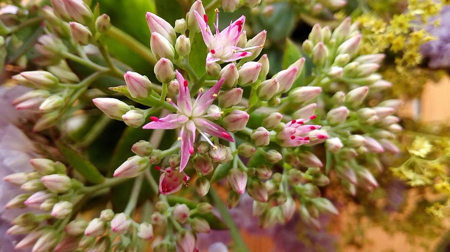 květ, detail, makro, letní, zahrada, květiny, jeden z, rozlišovací, rostlina, v létě