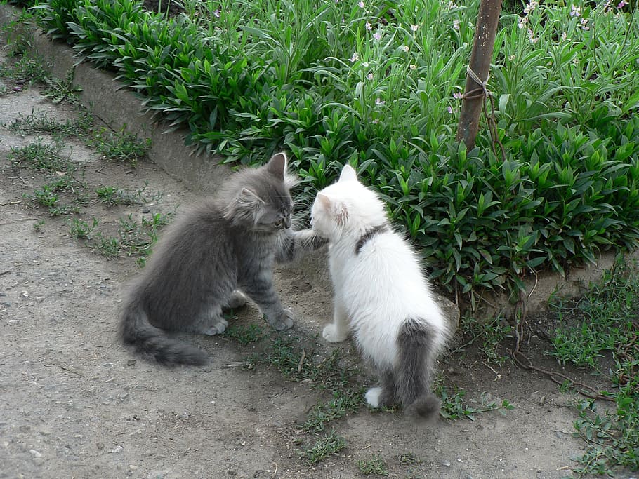 Cats, Kittens, Pets, playing kittens, animal themes, day, togetherness, outdoors, mammal