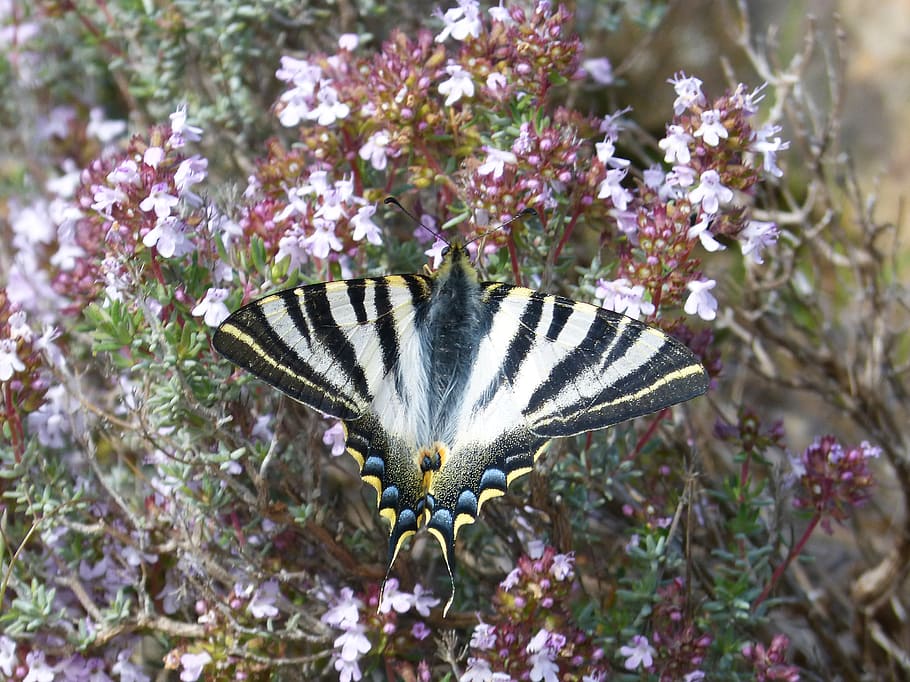 papilio machaon, machaon, motýl, královna motýl