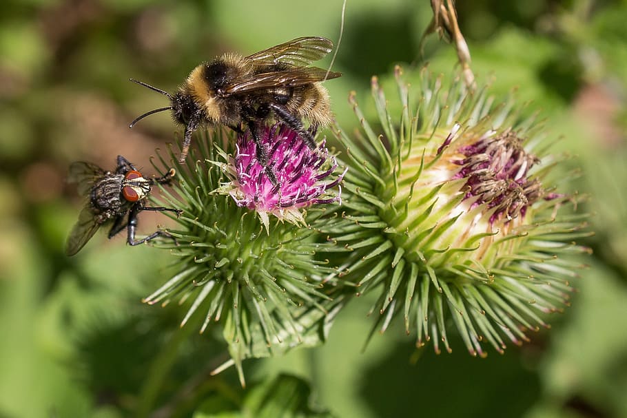 bee, fly, thistle flower, competition, close, macro, blossom, bloom, insect, nature, encounter