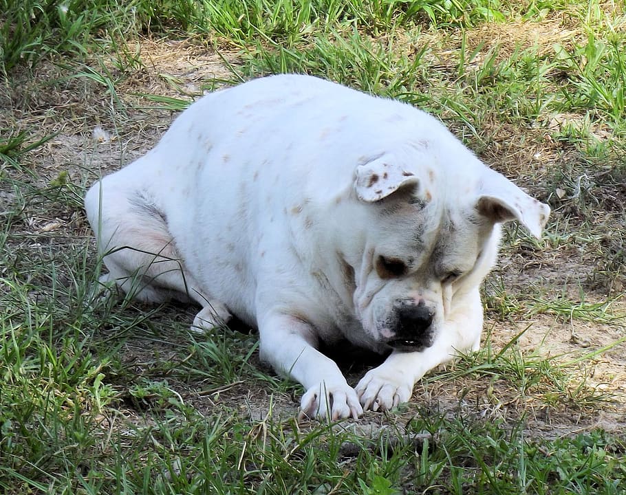 bulldog, curioso, paca, bianca, cane, animale domestico, animale, adorabile, canino, ritratto, divertente
