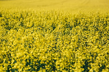 verão, flor, amarelo, plano de fundo, natureza, ensolarado, campo, agricultura, colza, semente oleaginosa, Estupro