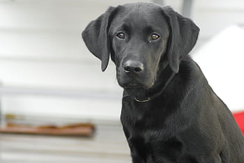 krátkosrstý černý pes, Pes, labradorský retrívr, černá laboratoř, labrador, retriever, domácí zvíře, zvíře, psí, roztomilý, domácí
