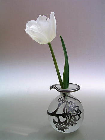 selective, focus photo, white, tulip flower, clear, glass vase, Sympathy, Vase, Flower, Tulip, nature
