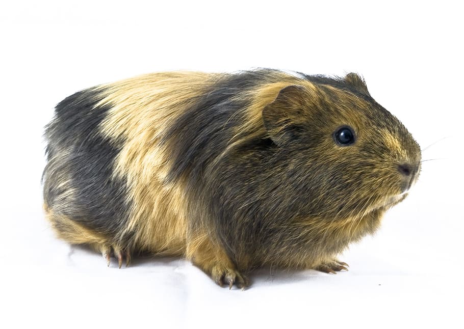 brown, black, Guinea Pig, Favorite, Animal, zwierzatko, sweet, rodent, small, pet, white background