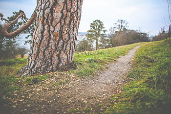 caminho de inverno, ao lado, inverno, caminho, árvore, nublado, grama, chuvoso, natureza, ao ar livre, floresta