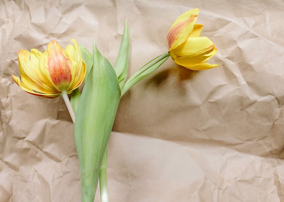 yellow, flowers, white, paper, flower, plant, floral, nature, petal, tulip, spring