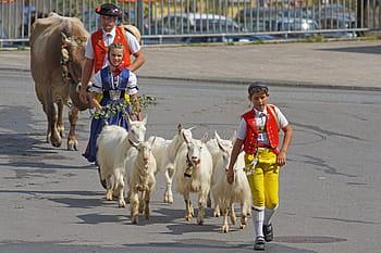 Almabtrieb, Alp, Output, désalpe, alp output, appenzell, customs, innerrhoden, appenzeller, costumes, farmers