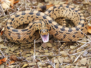 brown snake, snake, threat, brown, mountain, eight