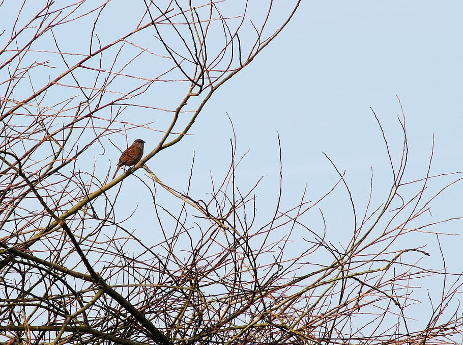 Bird, Animal, Nature, Aesthetic, branches, tree, end of winter, bare tree, animal wildlife, animals in the wild, branch