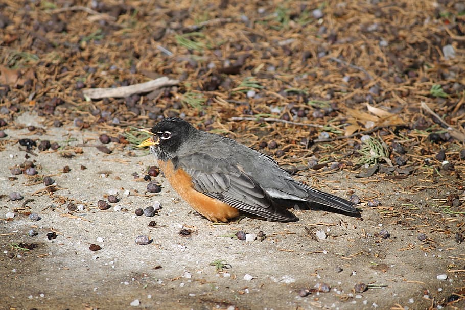 turdus migratorius, americký robin, volně žijících živočichů, pták, pěvec, divoký, Příroda, fauna, jednoho zvířete, zvířata ve volné přírodě, zvířat