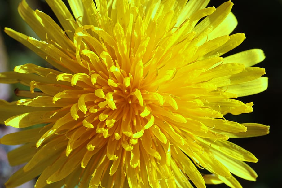 dandelion, common dandelion, taraxacum sect, ruderalia, pointed flower, nature, blossom, bloom, spring, grassland plants, fodder plant