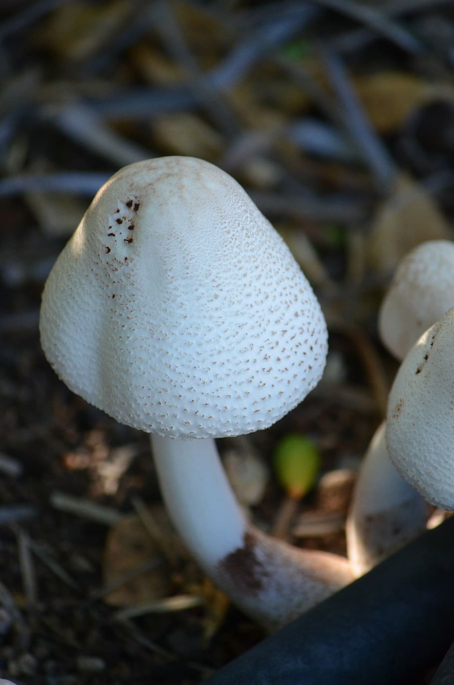 mushrooms, fungi, fungus, healthy, raw, plant, white, macro, delicious, wild