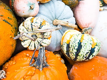squash, chomáč, dýně, předvečer Všech svatých, podzim, Příroda, jídlo a pití, Zdravé stravování, zeleniny, jídlo, nikdo