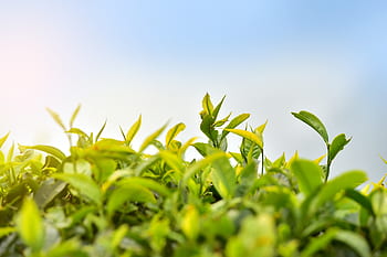 tea plantation, estate, tea, india, plantation, kerala, plant, munnar, landscape, green, highland