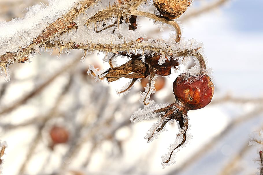 rose hip, nature, closeup, frost, winter