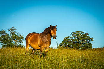 horse, pasture, sunny, animal, field, farm, equine, equestrian, nature, landscape, mare