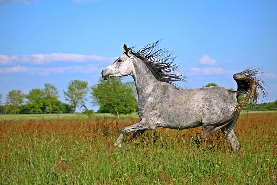 black, green, grass, taken, daytime, Horse, Mold, Thoroughbred, Arabian, thoroughbred arabian, gallop