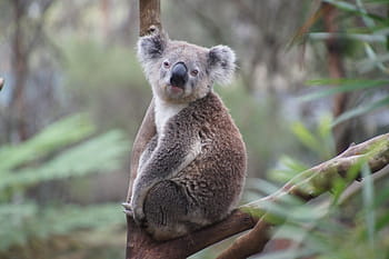 brown, white, koala, tree, australia, koala bear, lazy, rest, animal, nature conservation, philip island