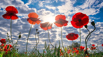 poppies, field, yorkshire, sun rays, summer, god rays, remembrance day summer field, red, poppy, moody sky, british