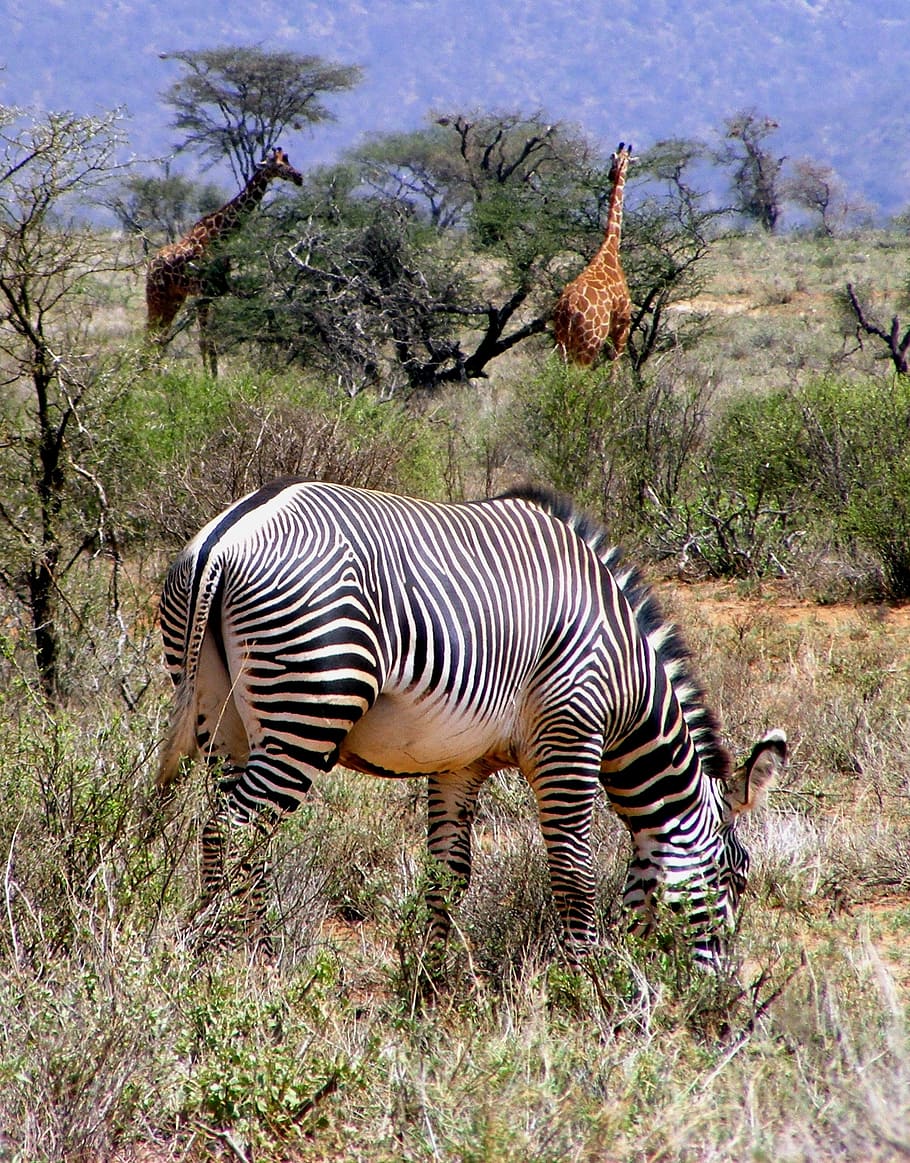 afrika, margasatwa, zebra, grevy zebra, jerapah, safari, hewan, mamalia, hutan belantara, sabana, kenya