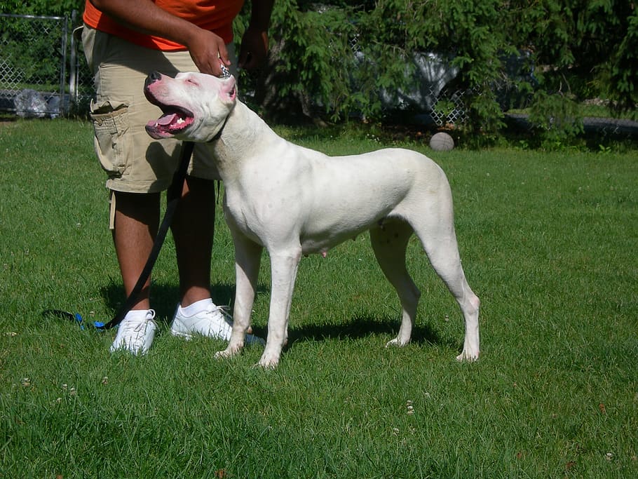 dogo argentino, zvíře, Jdi, Pes, domácí mazlíčci, venku, tráva, přátelství, psí, čistokrevný pes, psů