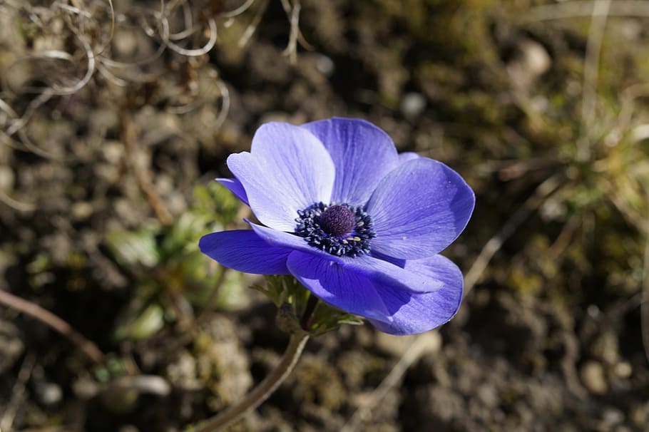 sasanka, korunka sasanka, hahnenfußgewächs, ranunculaceae, anemone coronaria, jaro, květ