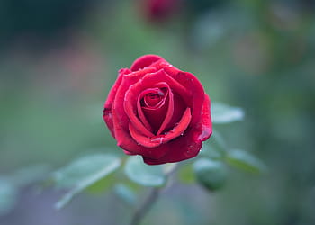 Červené, růže, fotografování objektivu s naklápěcím posunem, selektivní, soustředit se, fotografie, okvětní lístek, květ, rostlina, Příroda, rozmazat