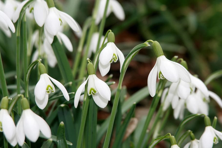 snowdrop, maerzgloeckchen, spring knotenblume, idyllic, beautiful, blossom, bloom, leucojum vernum, plant, nature, signs of spring