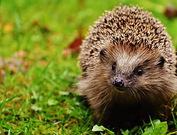 brown, porcupine, top, green, grass, hedgehog child, young hedgehog, hedgehog, animal, spur, nature