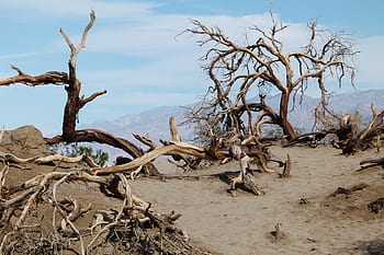 death valley, scrubs, sand, dunes, scenery, landscape, tourist attraction, california, usa, desert, hot