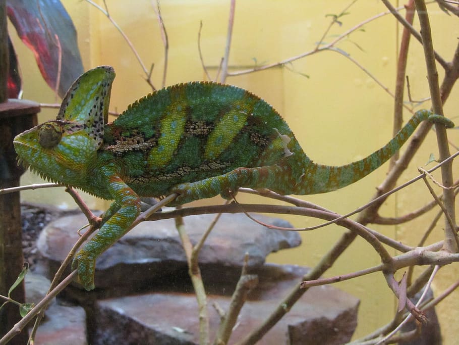 chameleón, ještěrka, plaz, zelená, volně žijících živočichů, Příroda, zahalený chameleon, zvíře, zoo, jednoho zvířete, zvířat