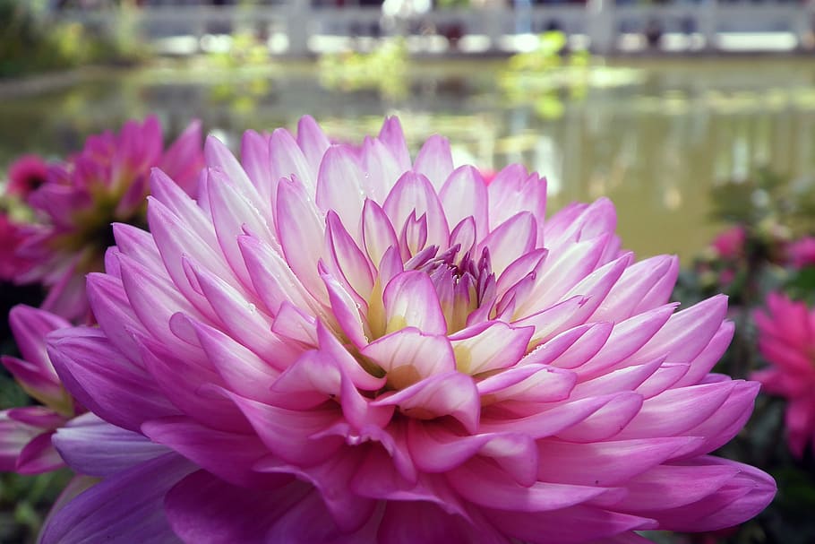 Flowers, Chrysanthemum, Macro, Floriade, close, closeup, flower, pink color, focus on foreground, petal, flower head