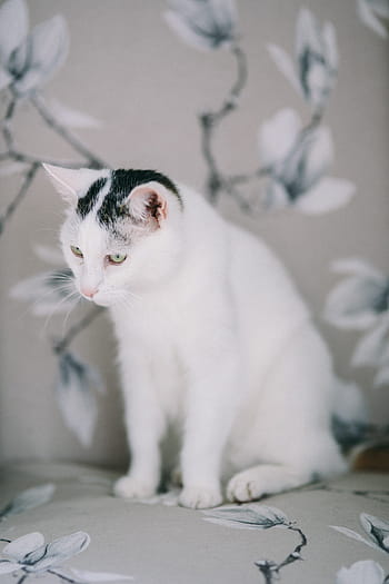 白、 悲しい、 猫、 肖像画、 ペット、 動物、 悲しい猫、 白猫、 落ち込んで、 不機嫌そうな、 飼い猫