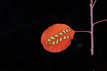 잎, 가발, 가을 잎, 이파리, 단풍, 빨간, 무늬, 코티 누스, 쐐기 아그 리아, 선명한, 약초상