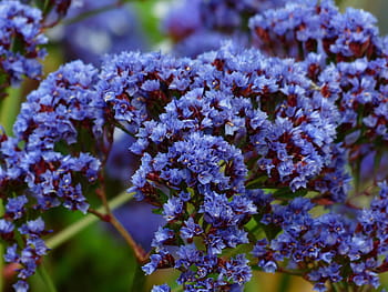 květ, modrý, pláž lilac, okřídlený pláž lilac, limonium sinuatum, limonium, rostliny s kořeny, plumbaginaceae, fialový, okrasné rostliny, schnittblume