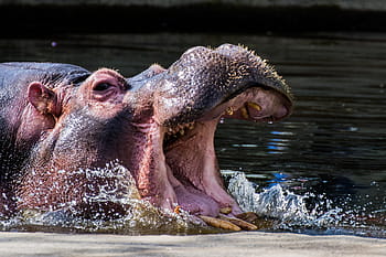 hippopotamus, hippo, tooth, swim, hard, large, water, one animal, animal, mouth open, animal wildlife