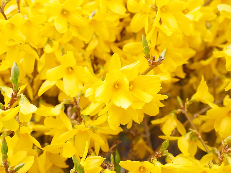 lůžko, žlutá, květy okvětní lístky, forsythia, poboček, květiny, zlatá šeřík, květ, keř, květy fialky, zlaté zvonky
