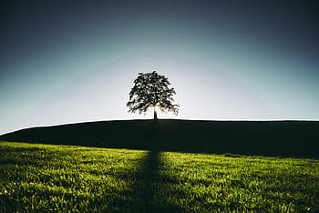 summer, tree, shadow, field, alone, nature, landscape, night, dusk, sunset