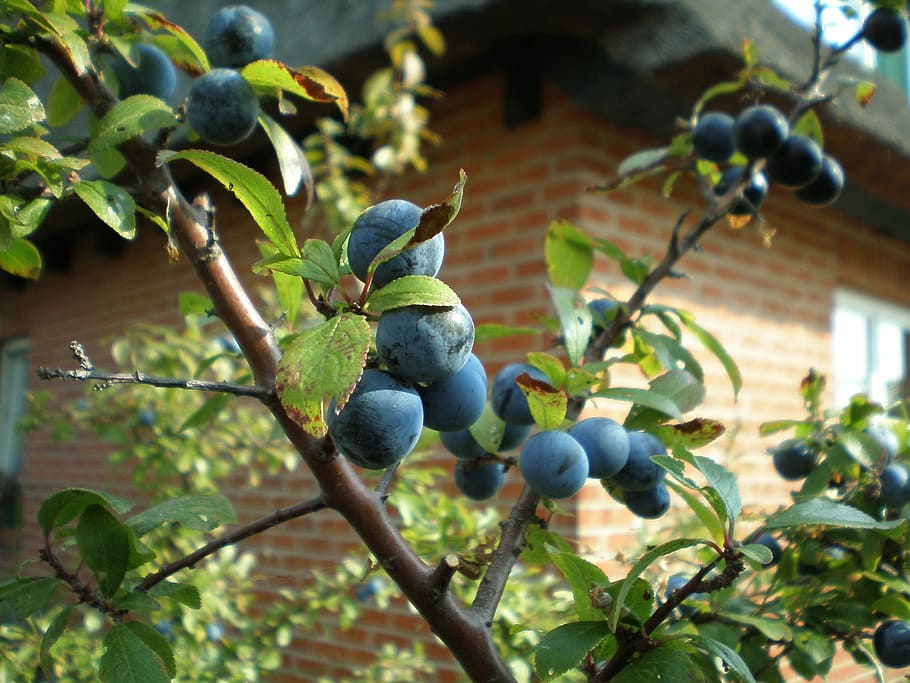 Wild Fruit, Bush, schlehe, blue, fruit, stone fruit, grove, food, nature, leaf, ripe