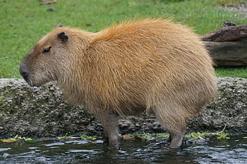 capibara marrone, capibara, roditore, erbivori, più grande roditore, come una cavia, hydrochoerus hydrochaeris, natura, animale, mammifero, animali allo stato selvatico