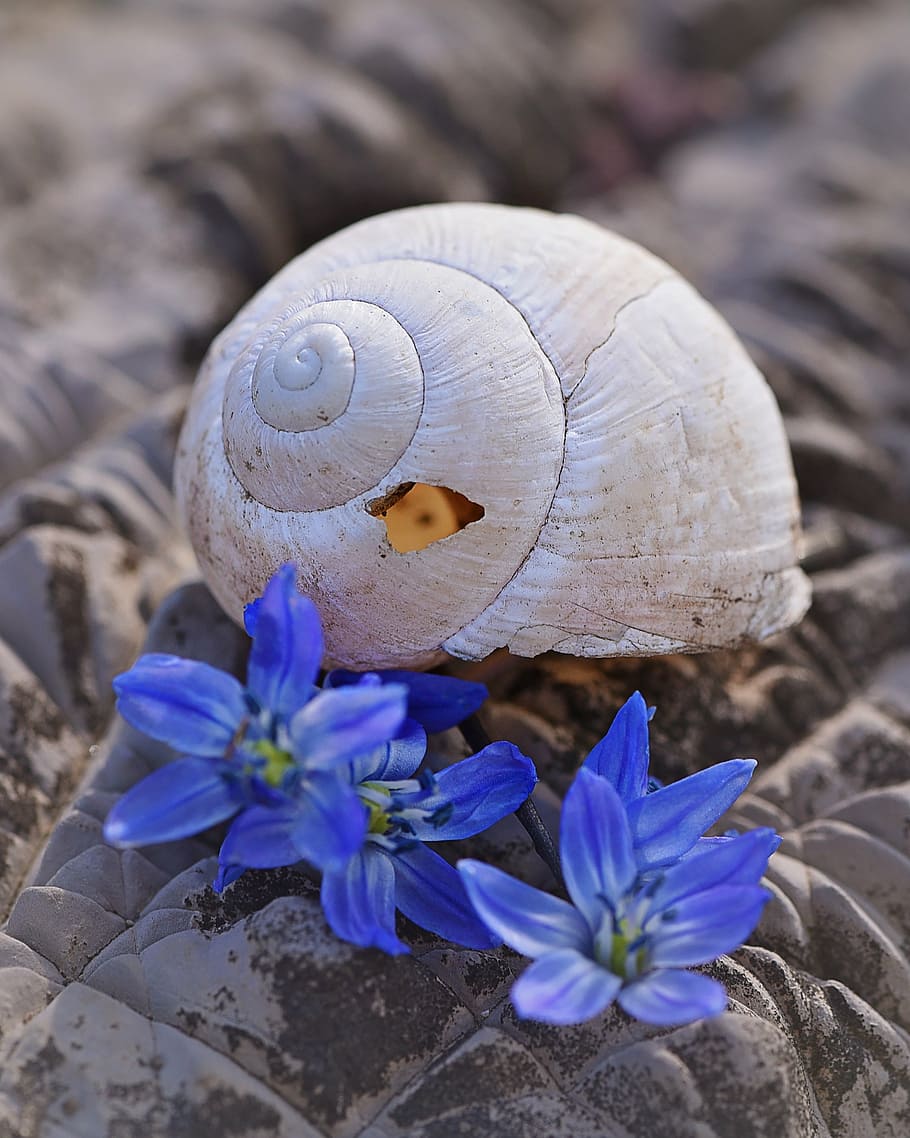 shell, leave, empty, empty snail shell, broken, damaged, flowers, siberian blaustern, stone, close, animal Shell